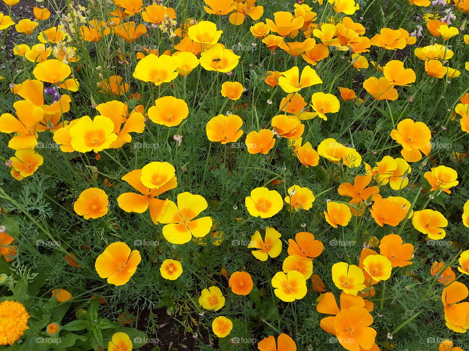 shades of yellows and golden hues to brighten the spring wild fields