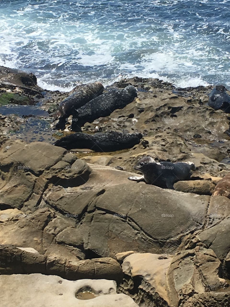 Seals on the beach in summer.