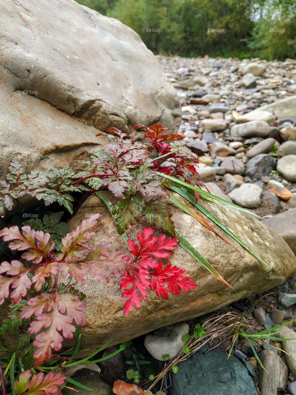 The red autumn leaves and the stones