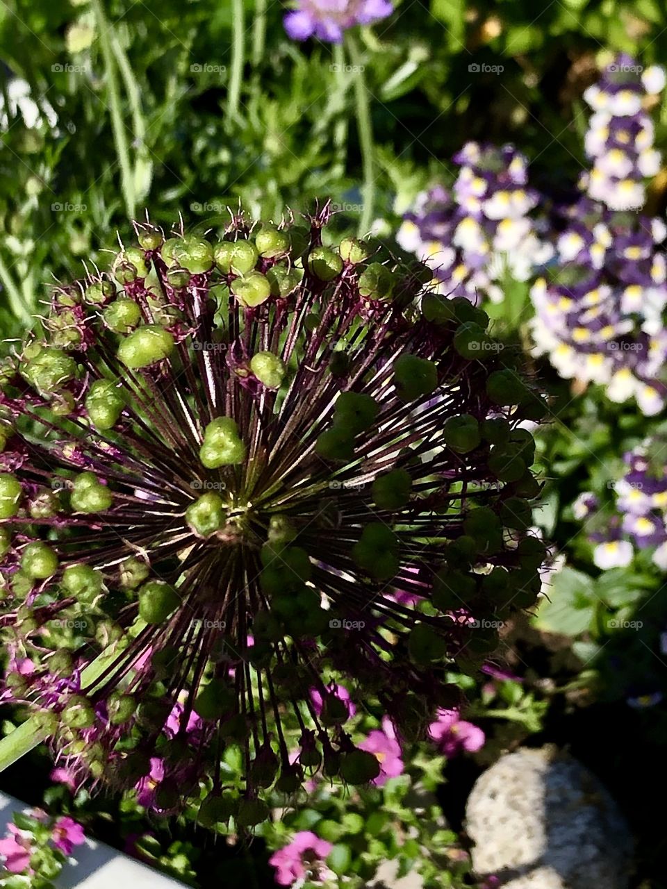 Allium