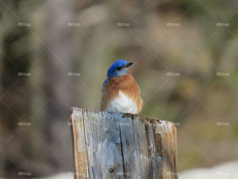 Bluebird Posing