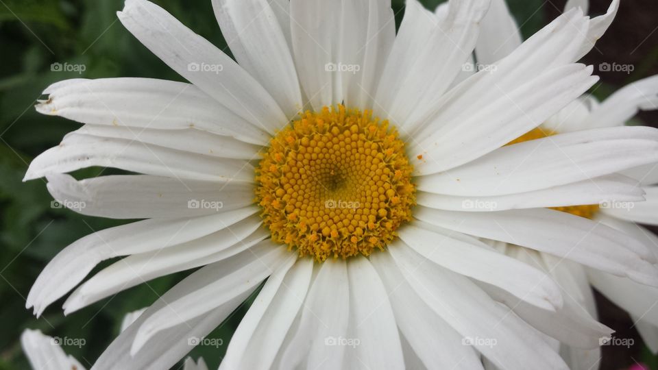 Close-up of a white daisy
