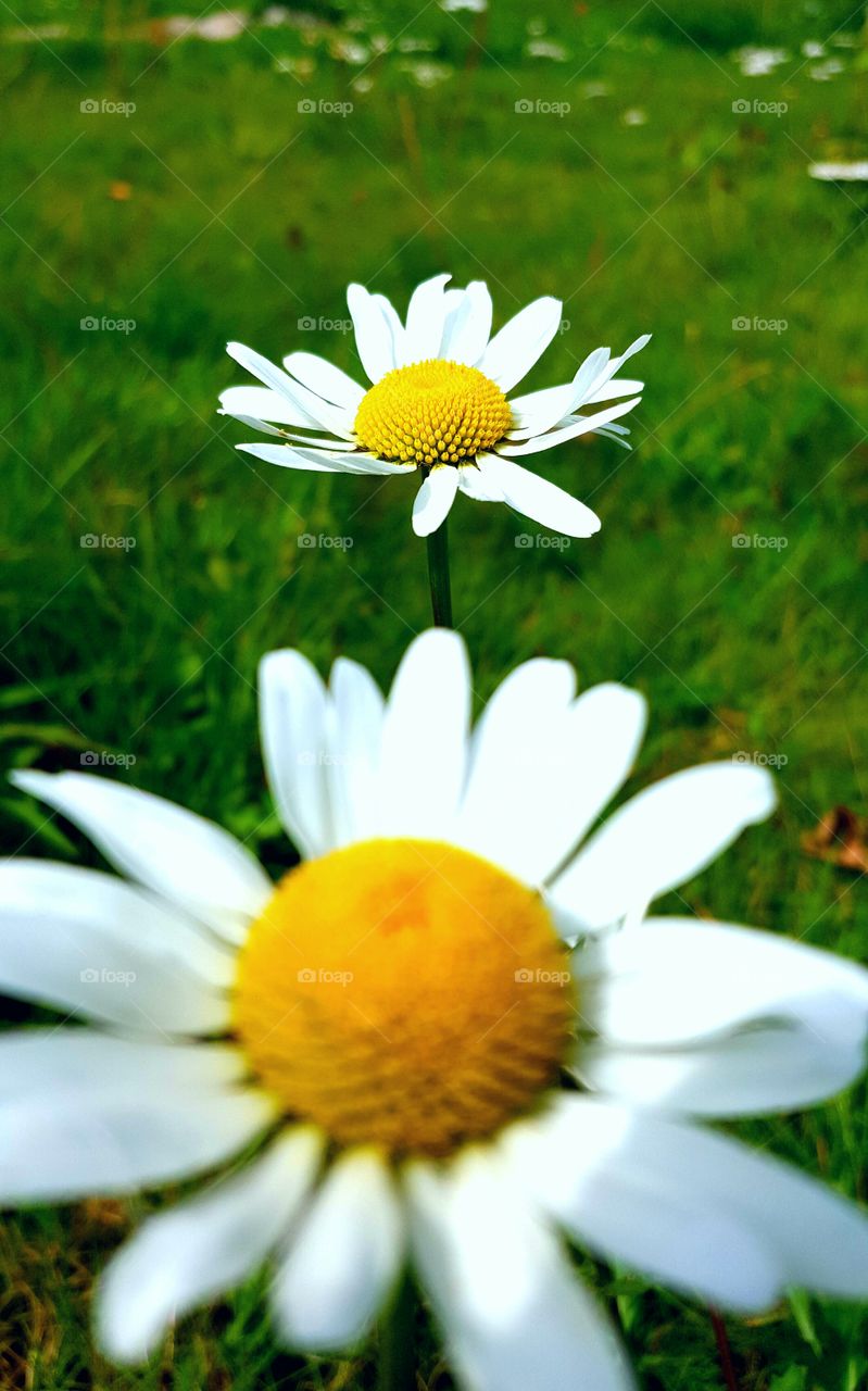 field of wildflower