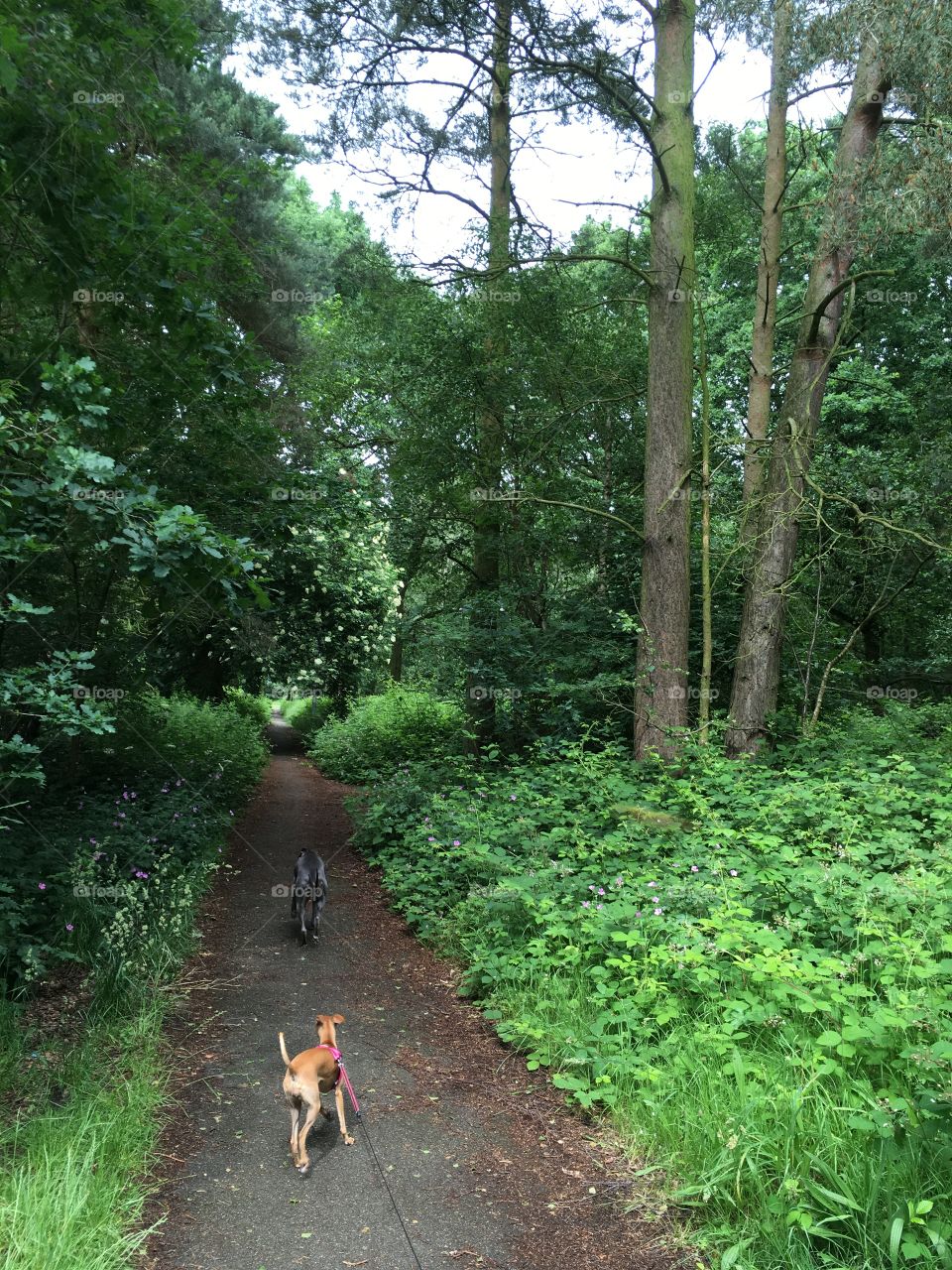 Amber the Italian greyhound and Libby the whippet running on a path in the woods