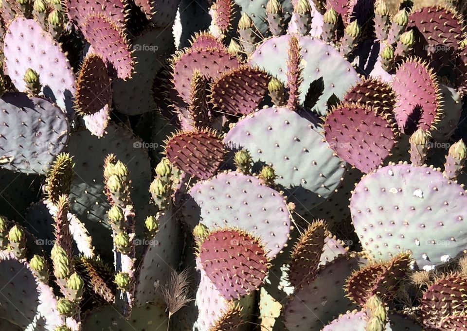 Wild cactus in the Arizona desert