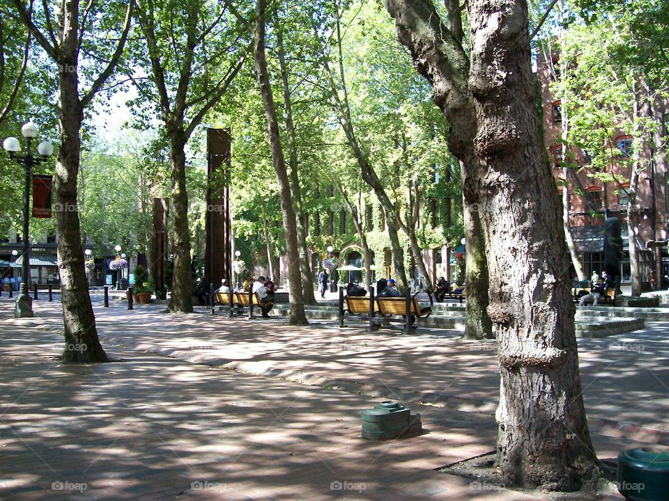 bench in park with trees
