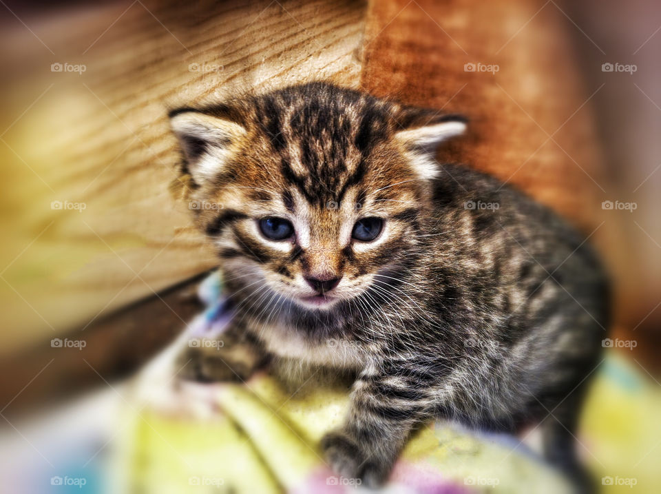 Barn Kitten