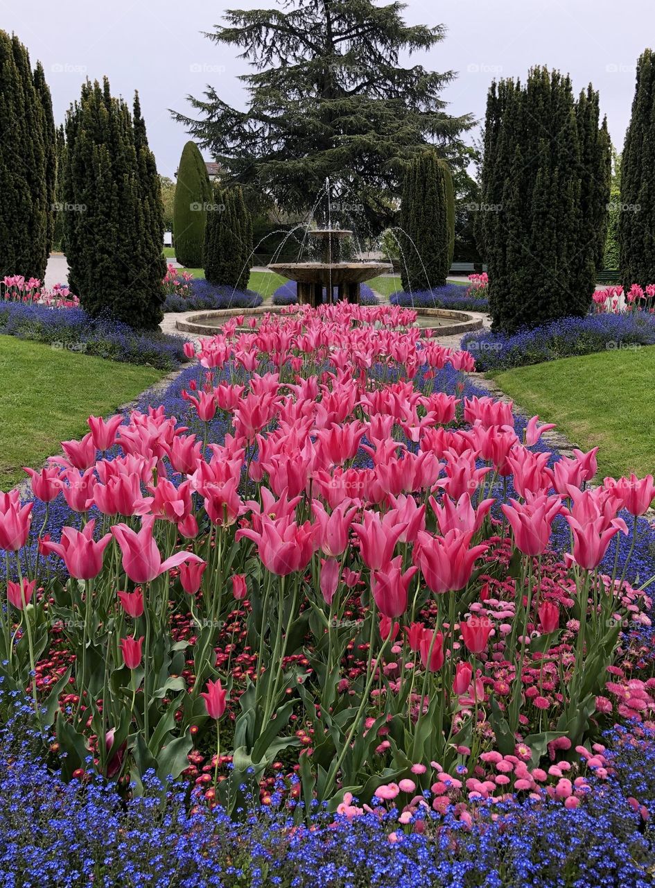 Pink and purple flowers city ​​flowerbed in front of a water fountain