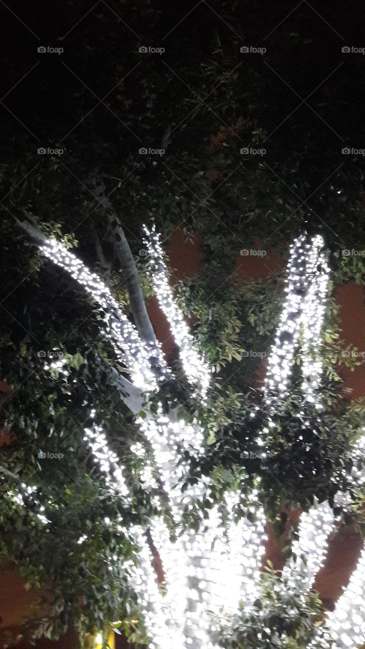 lighted live Christmas tree