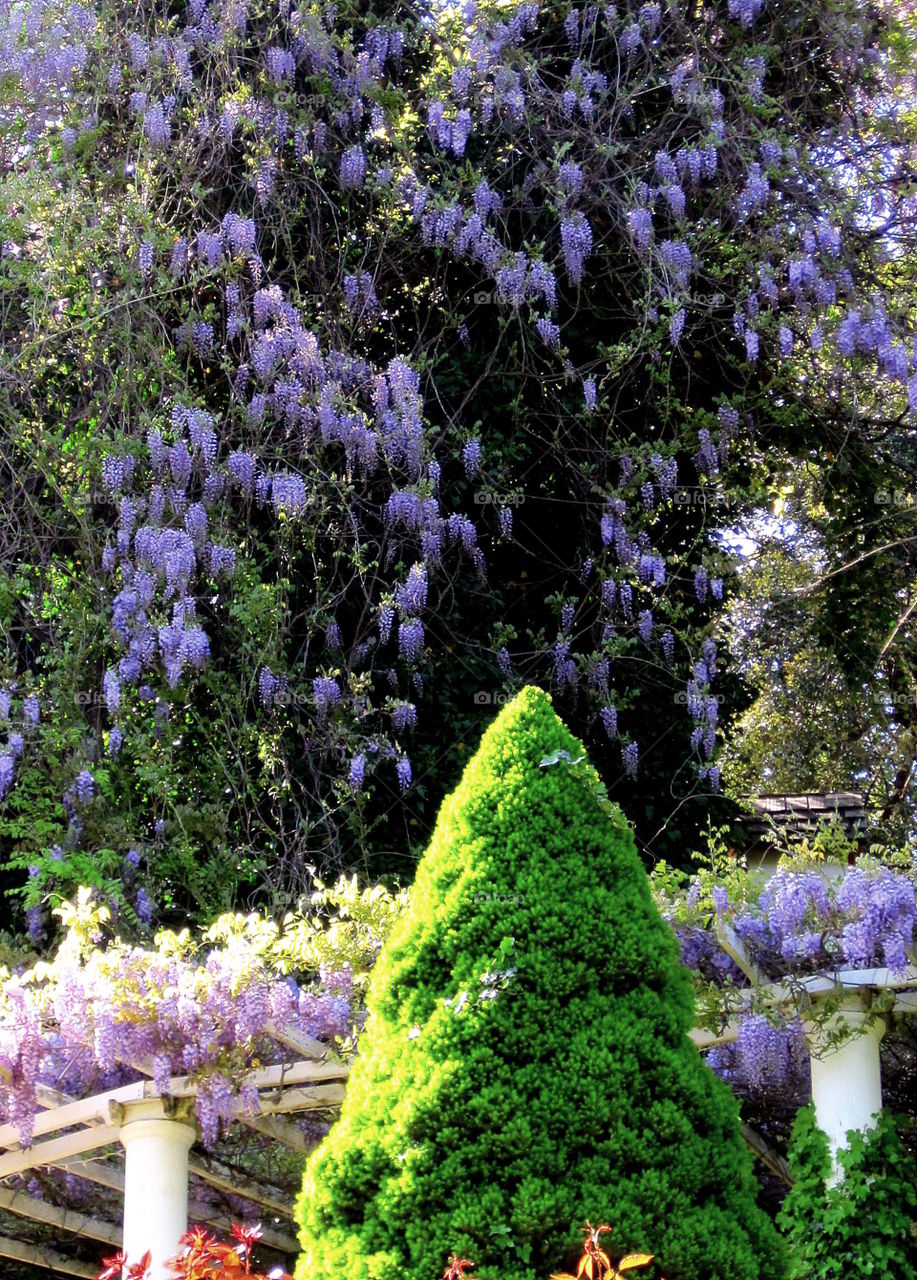 Wisteria