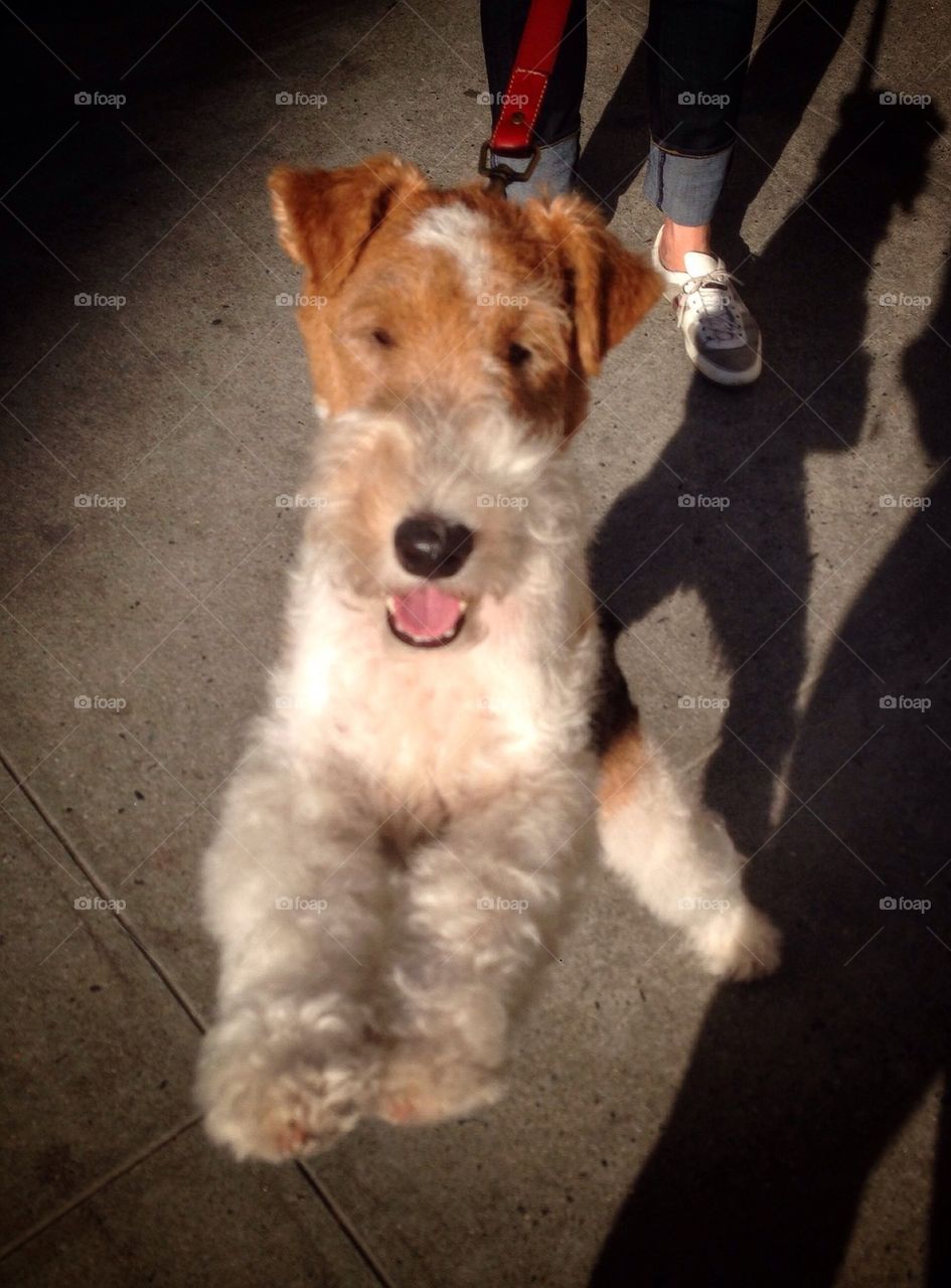 Wire Fox Terrier on Park Avenue