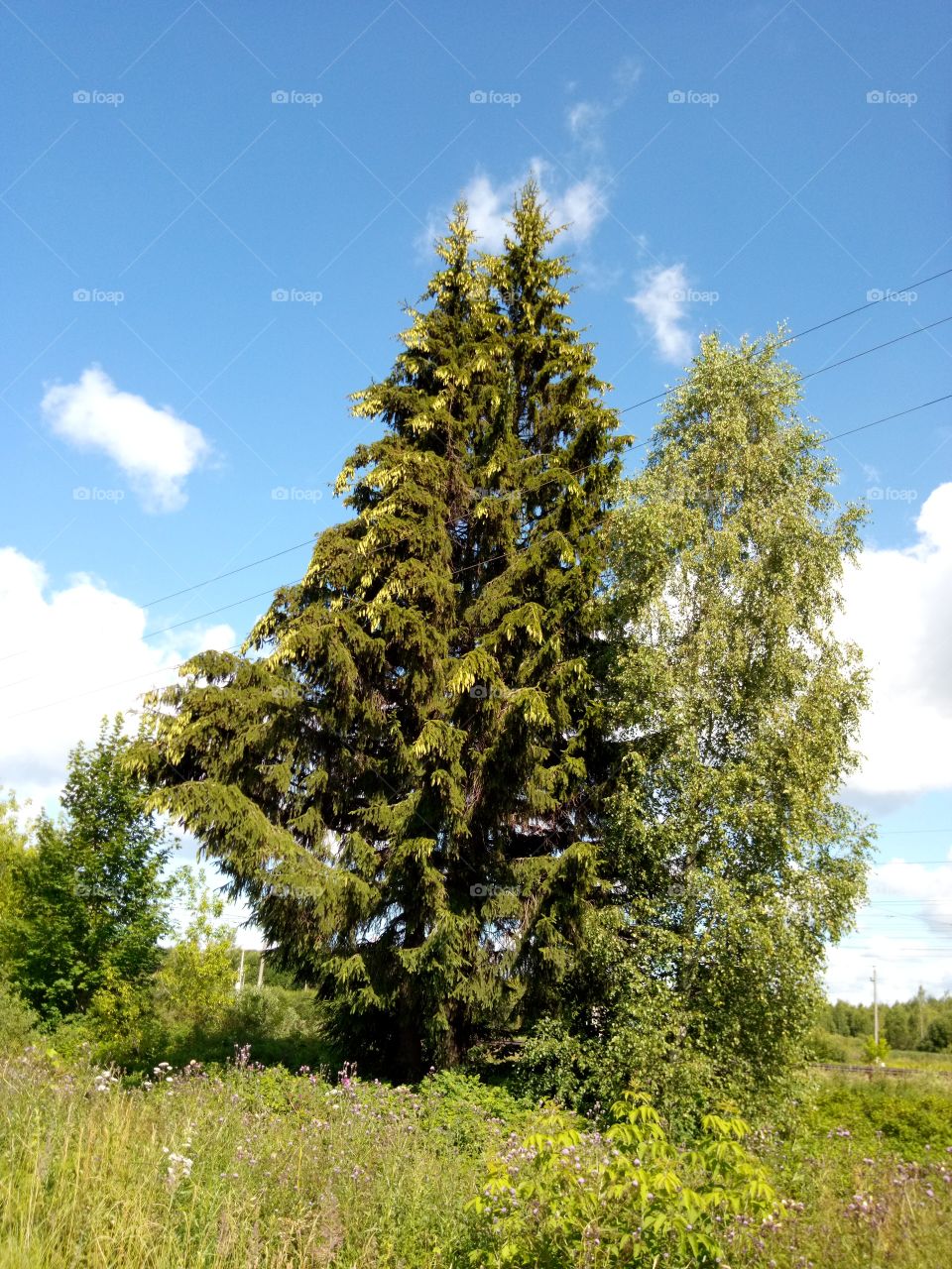 ель и берёза