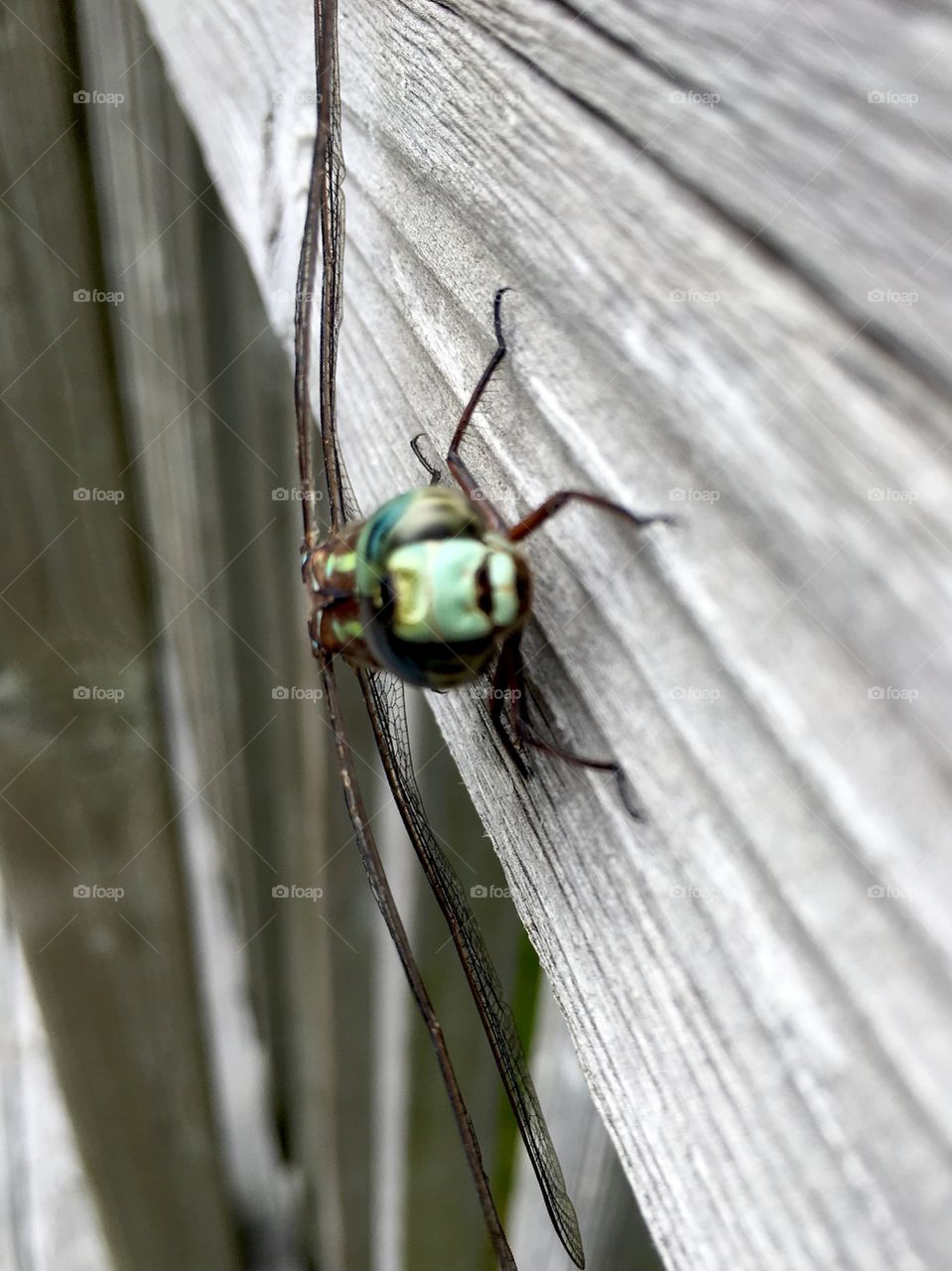 Dragonfly - Canada darner