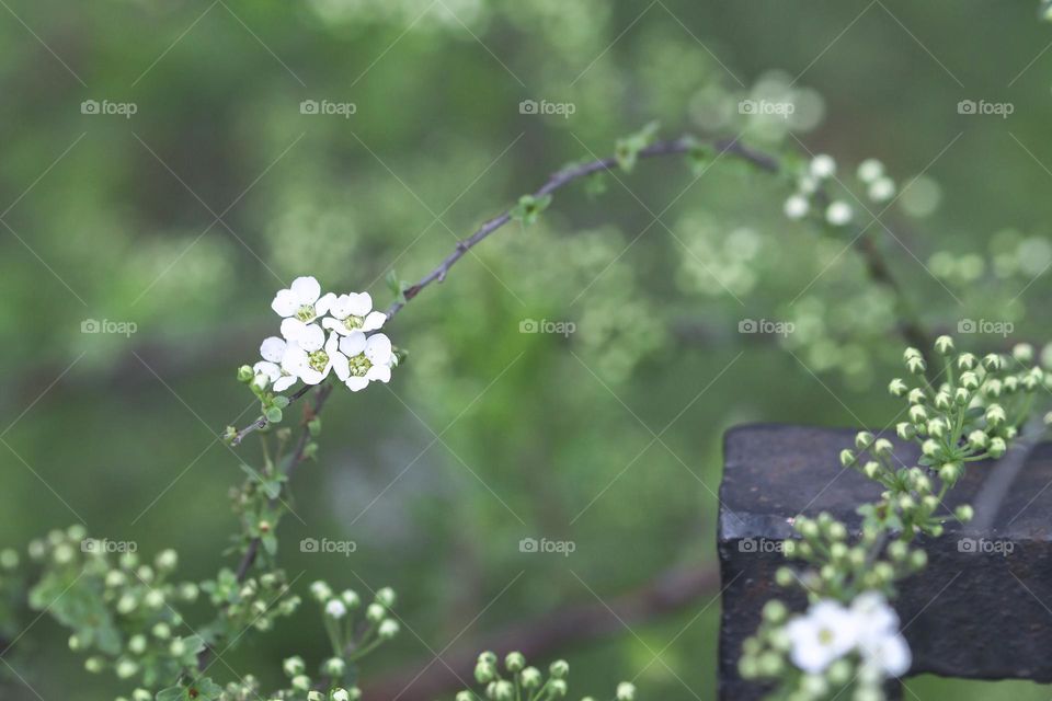 A beautiful side view of a bush branch with buds and blossoming flowers curved through a metal fence on a spring day in the garden.