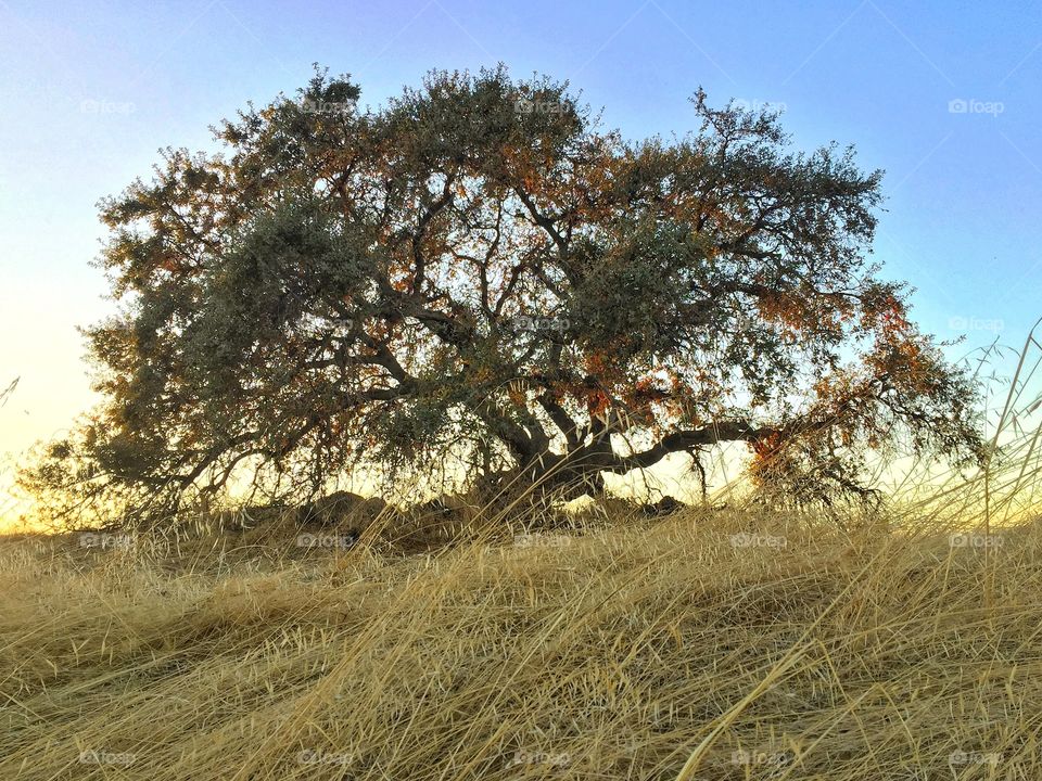 Grand oak tree, California