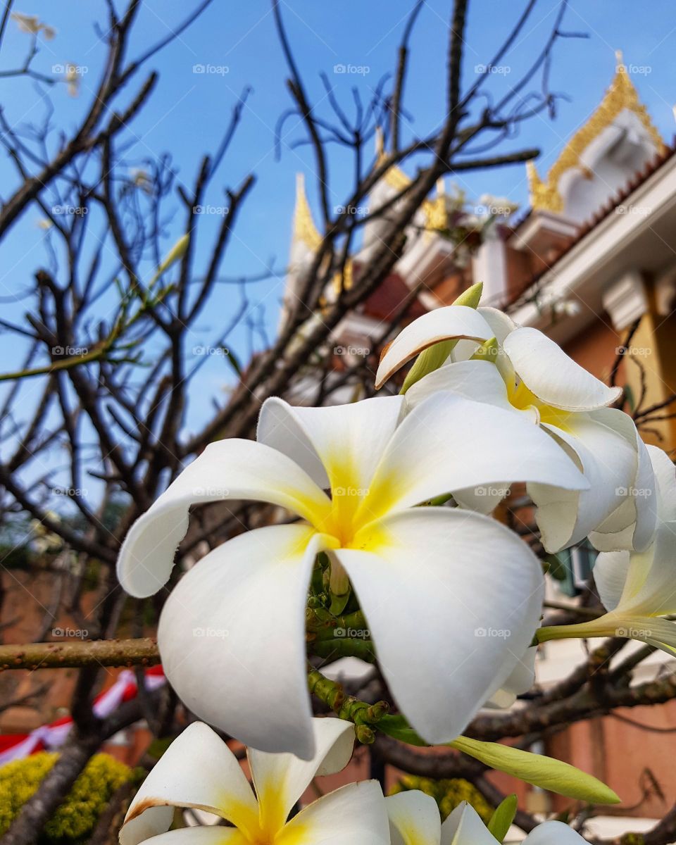 Beautiful flowers in the park