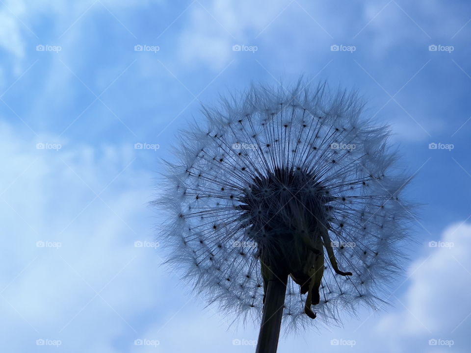 Dandelion. Blue. Sky.