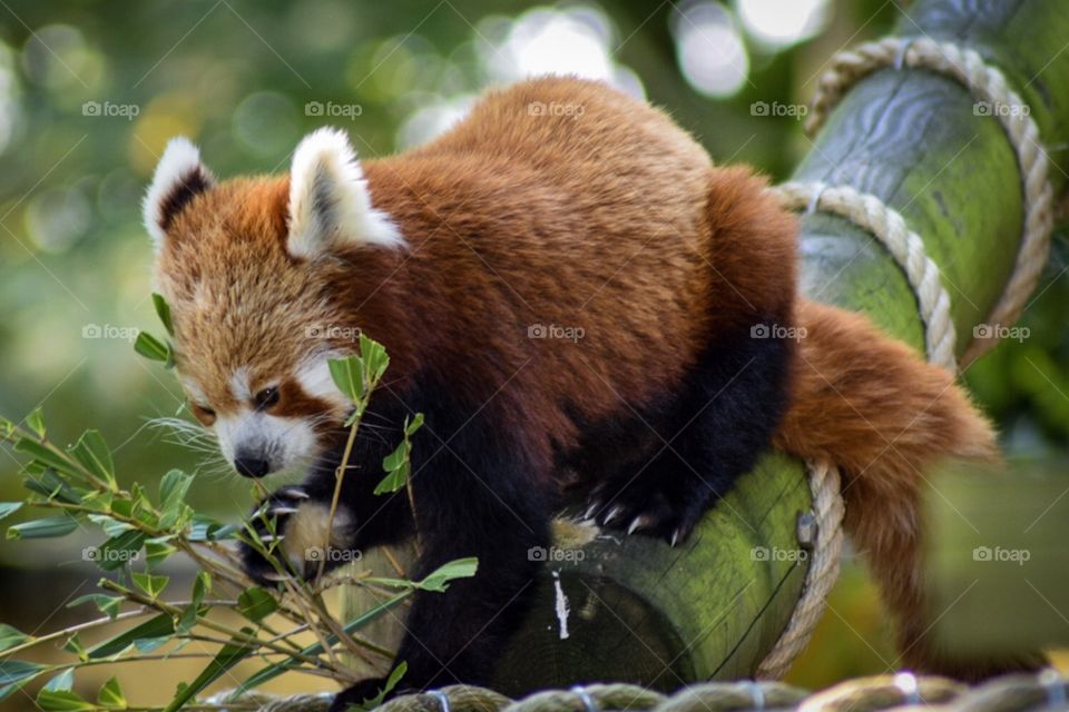 Red panda at Banham Zoo 