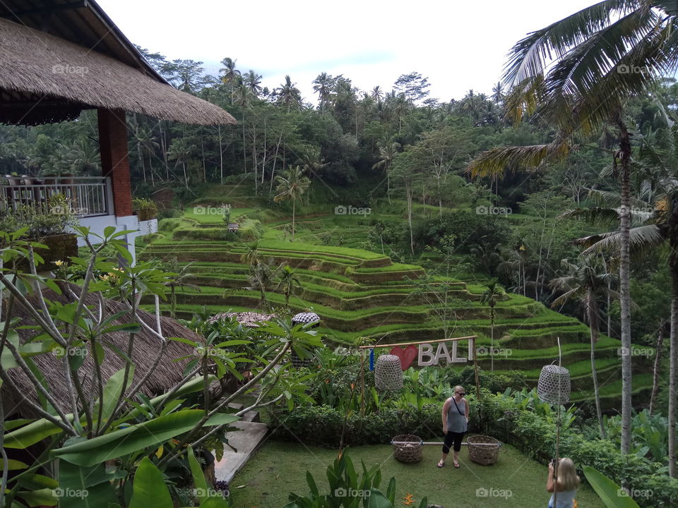 Ubud bali terasering