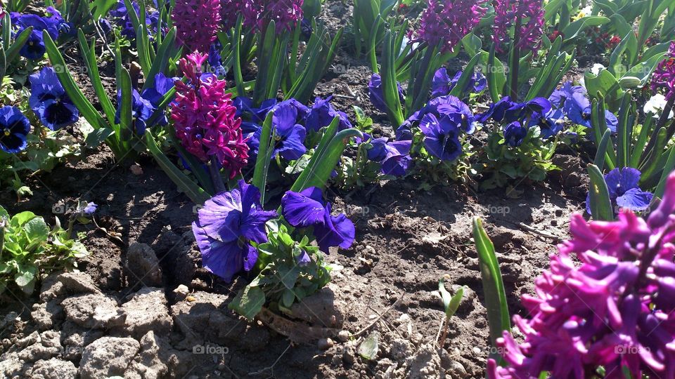 colorful flowers in the garden detail