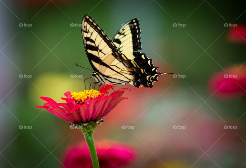 Flowers, nature, butterflies 