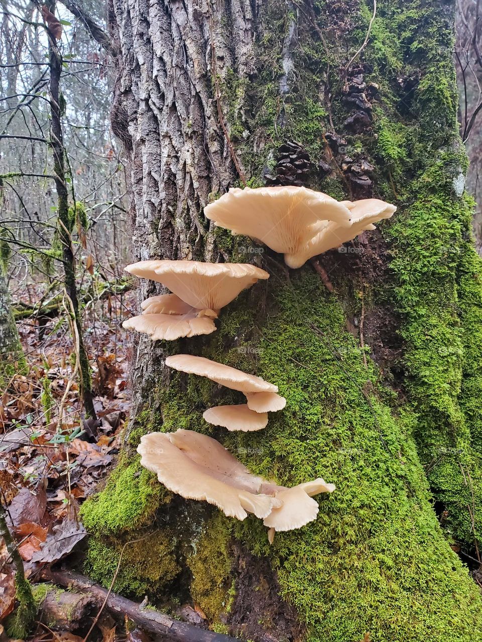 mushroom growing in mossy tree