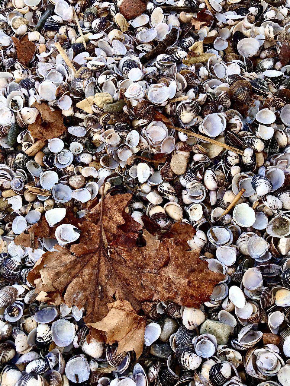 Autumn leaf on the beach 