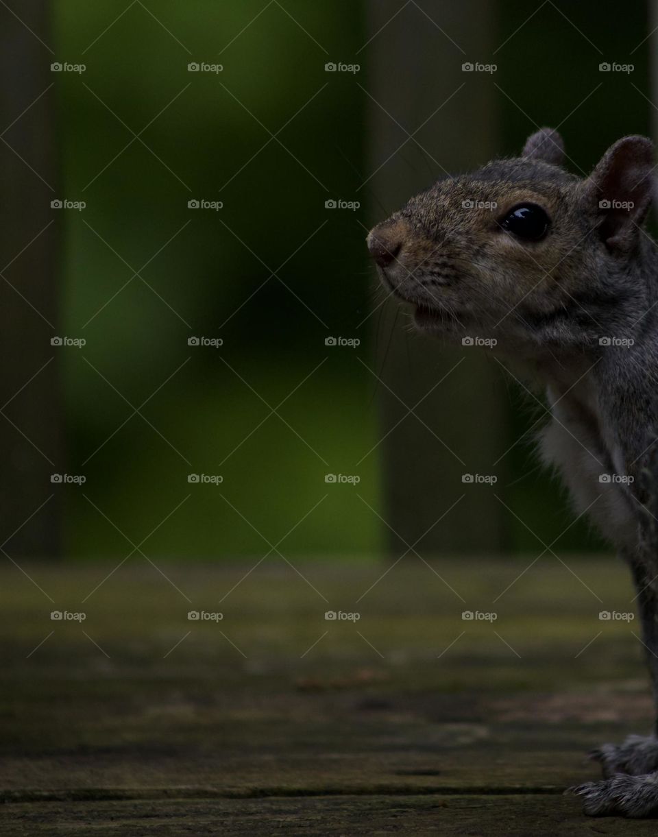 With eager intent; Squirrel peeking before looking for seeds