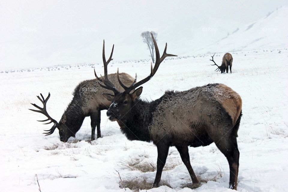 Elk