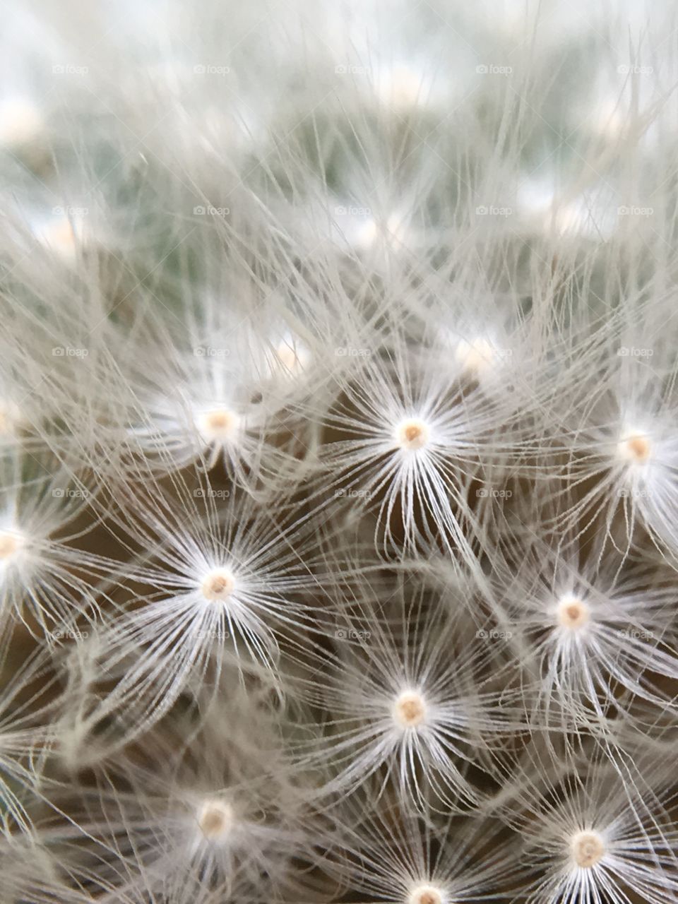 Macro dandelion 