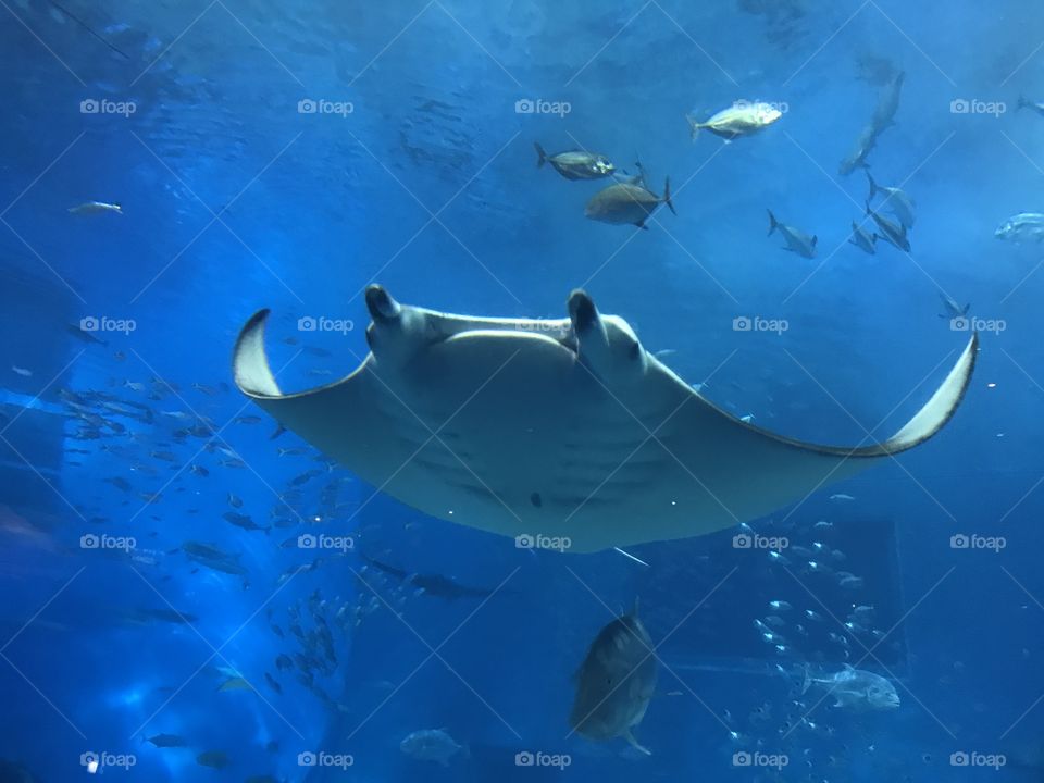 Manta Ray