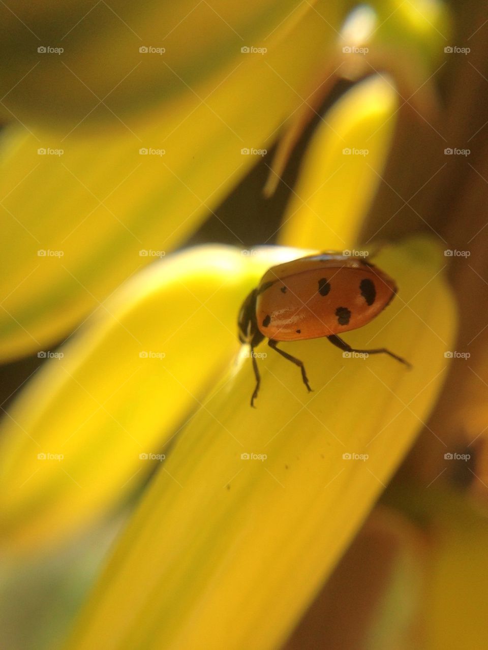 Ladybug