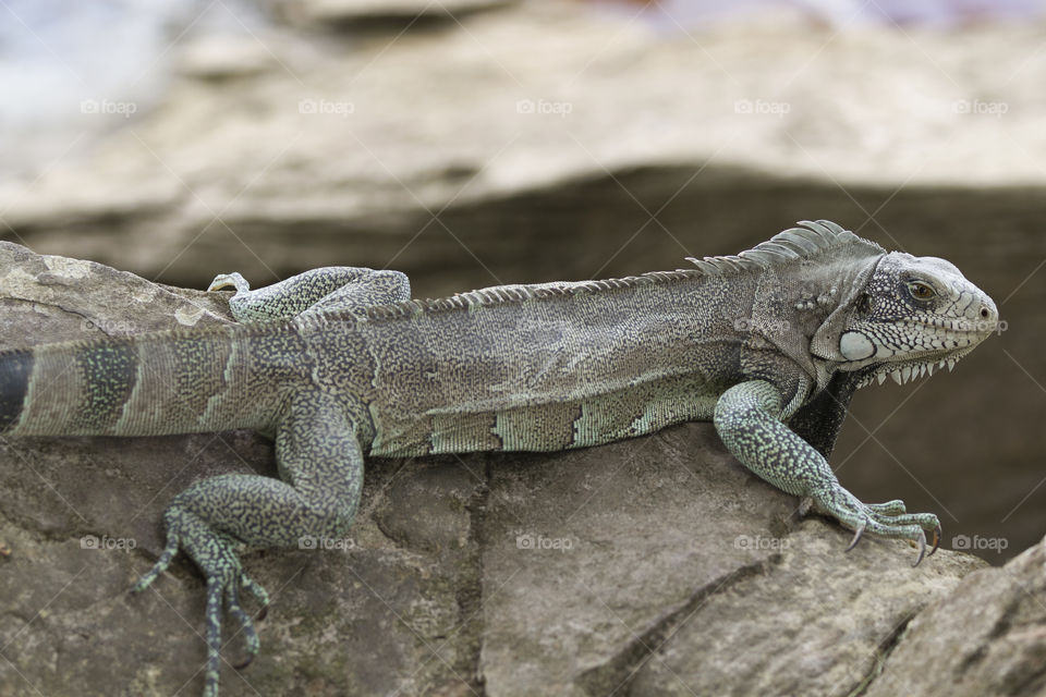 Beautiful iguana.