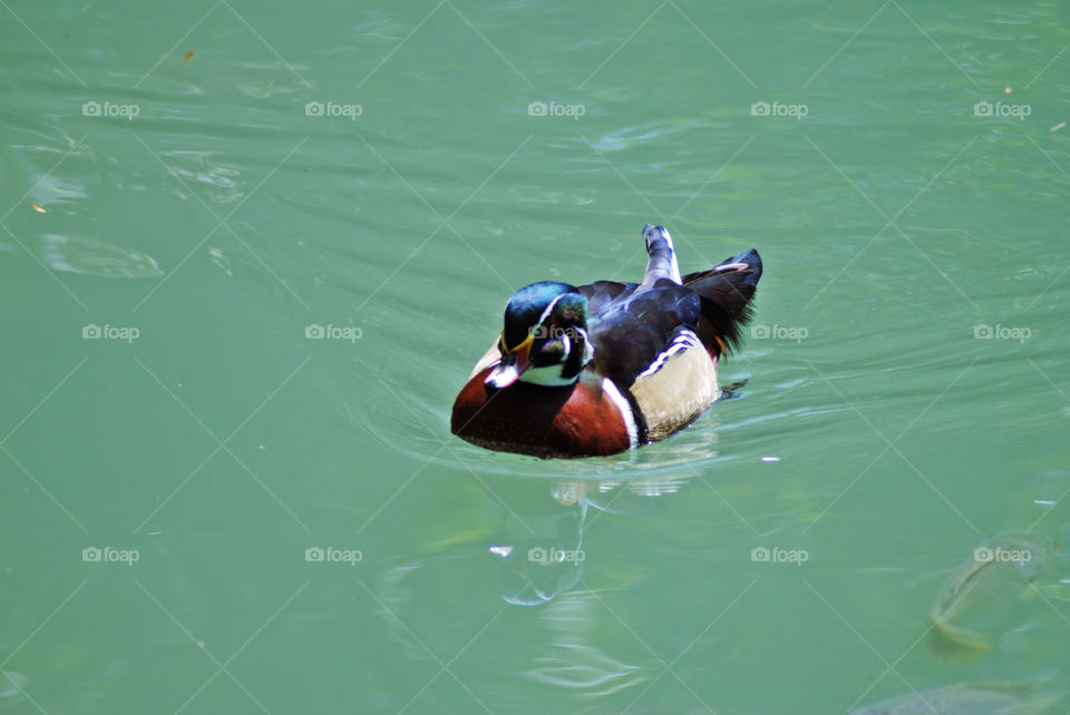 Duck