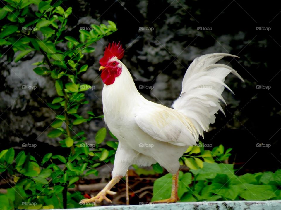 White Rooster 🐔 Maldives 🇲🇻 