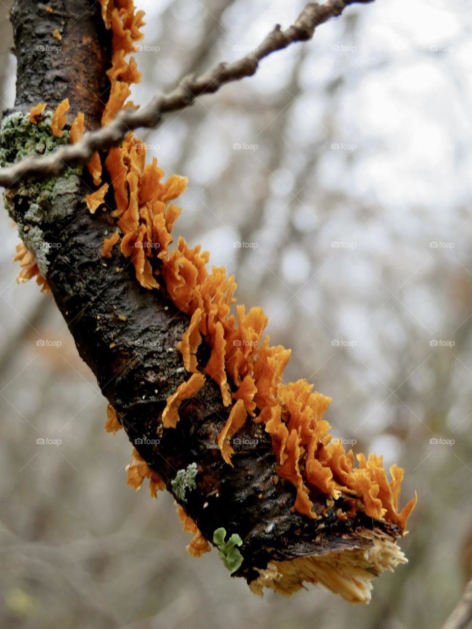 Autumn hike in Shenandoah National Park Virginia