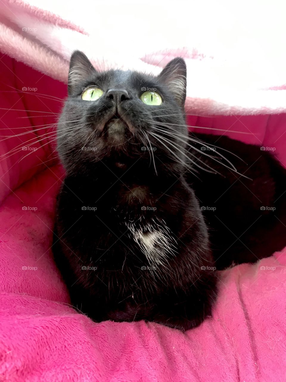 Darling sweet black kitty cat sitting on her favorite pink chair outside in the grass!! 