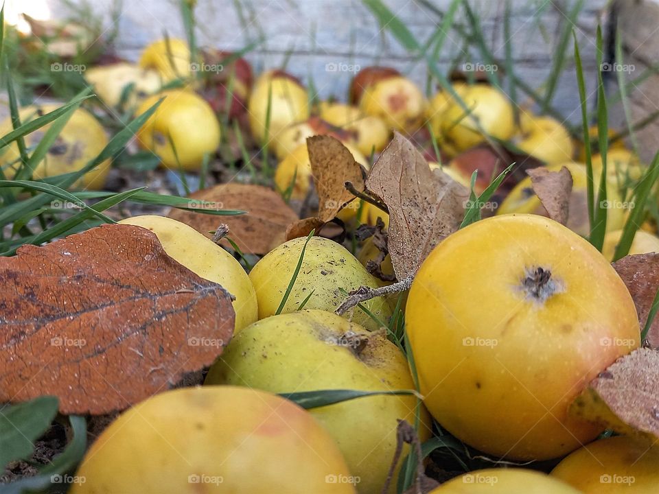 fallen autumn apples on the ground.