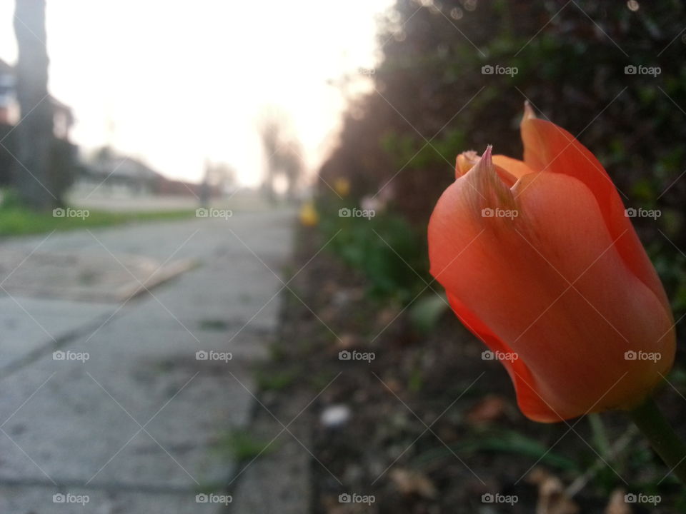 red tullip at sidewalk