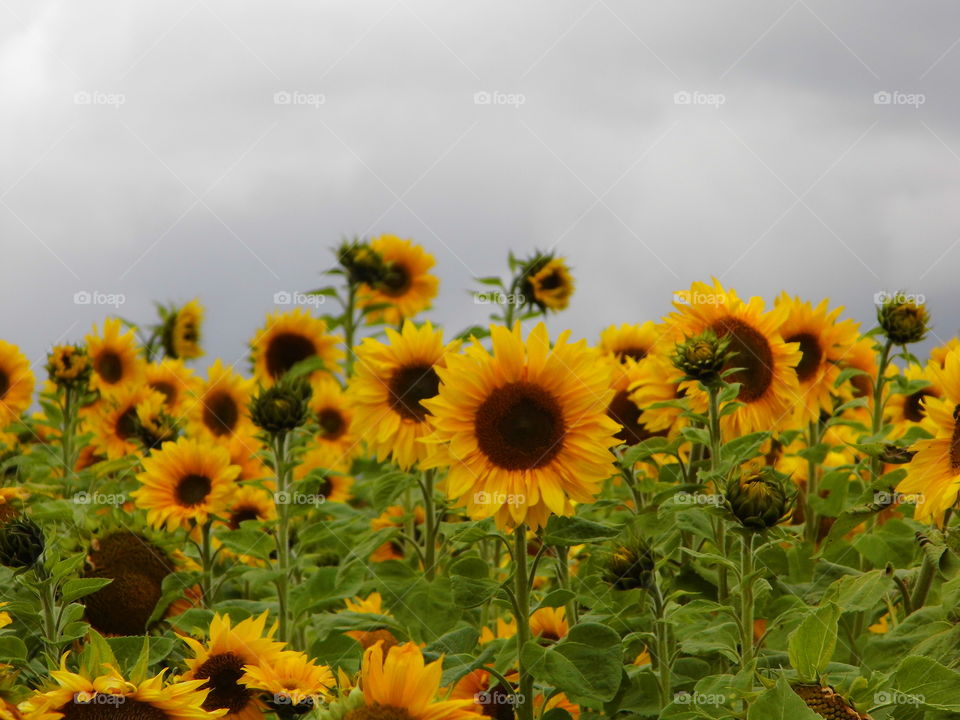 wonderful sunflower in landscape