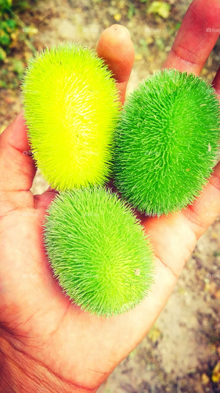 Maxixe bravo fruit 2