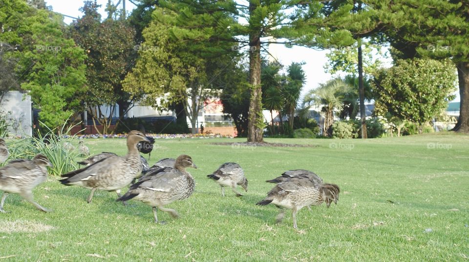 A family of Australian wood duck is on the grass.