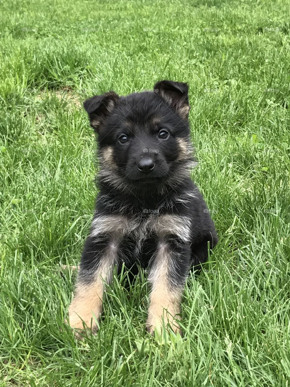 German Shepherd Pup