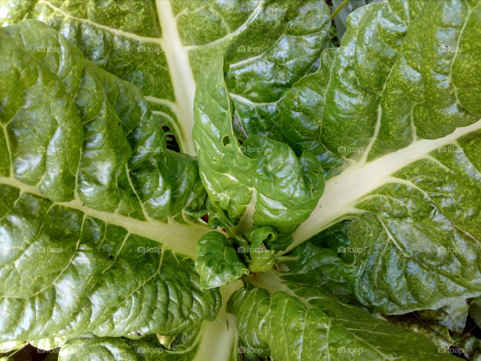 chard leaves