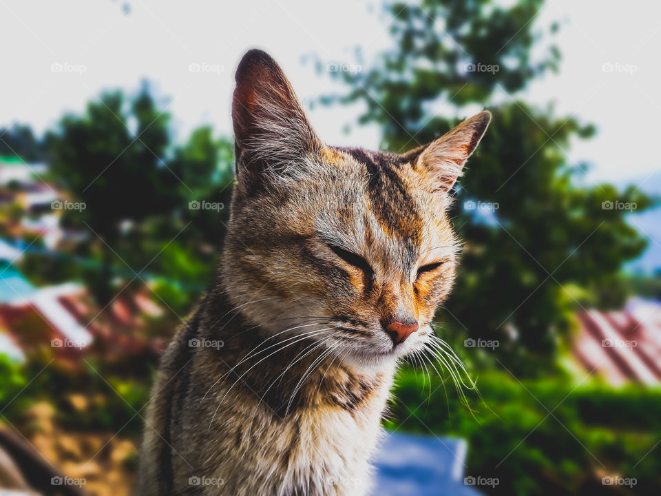 This cat was sitting so calm and relaxed I couldn't helped myself but to take this beautiful portrait shot