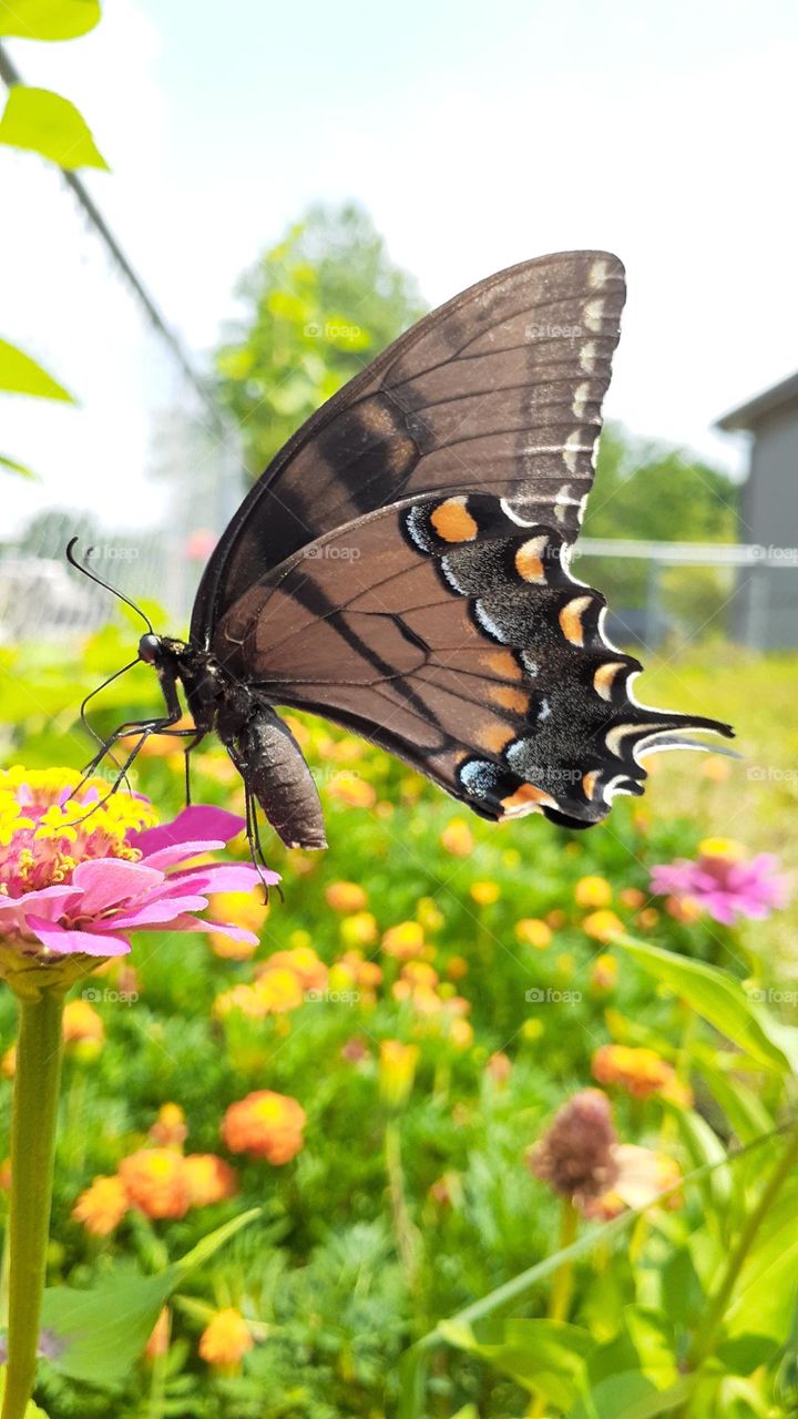 Swallowtail Butterfly and Pink Zinnia