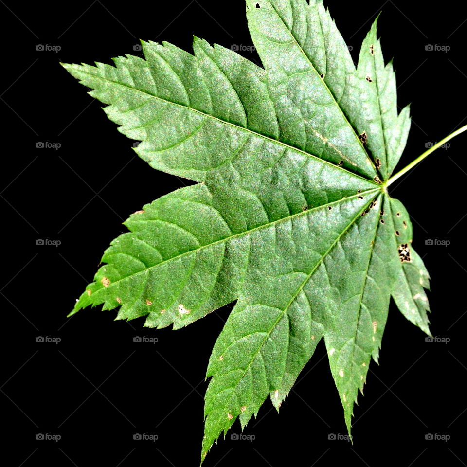 A large green maple leaf with very detailed texture on a black background. 