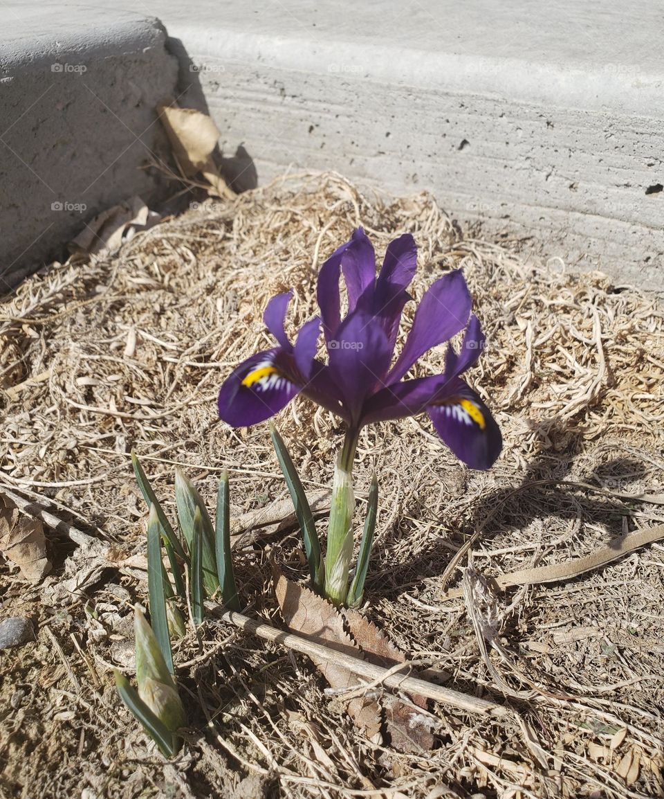 first flower of Spring