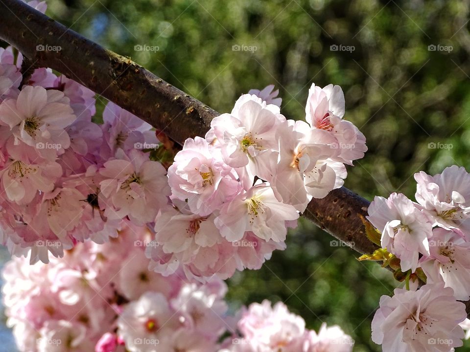 Pink blossom