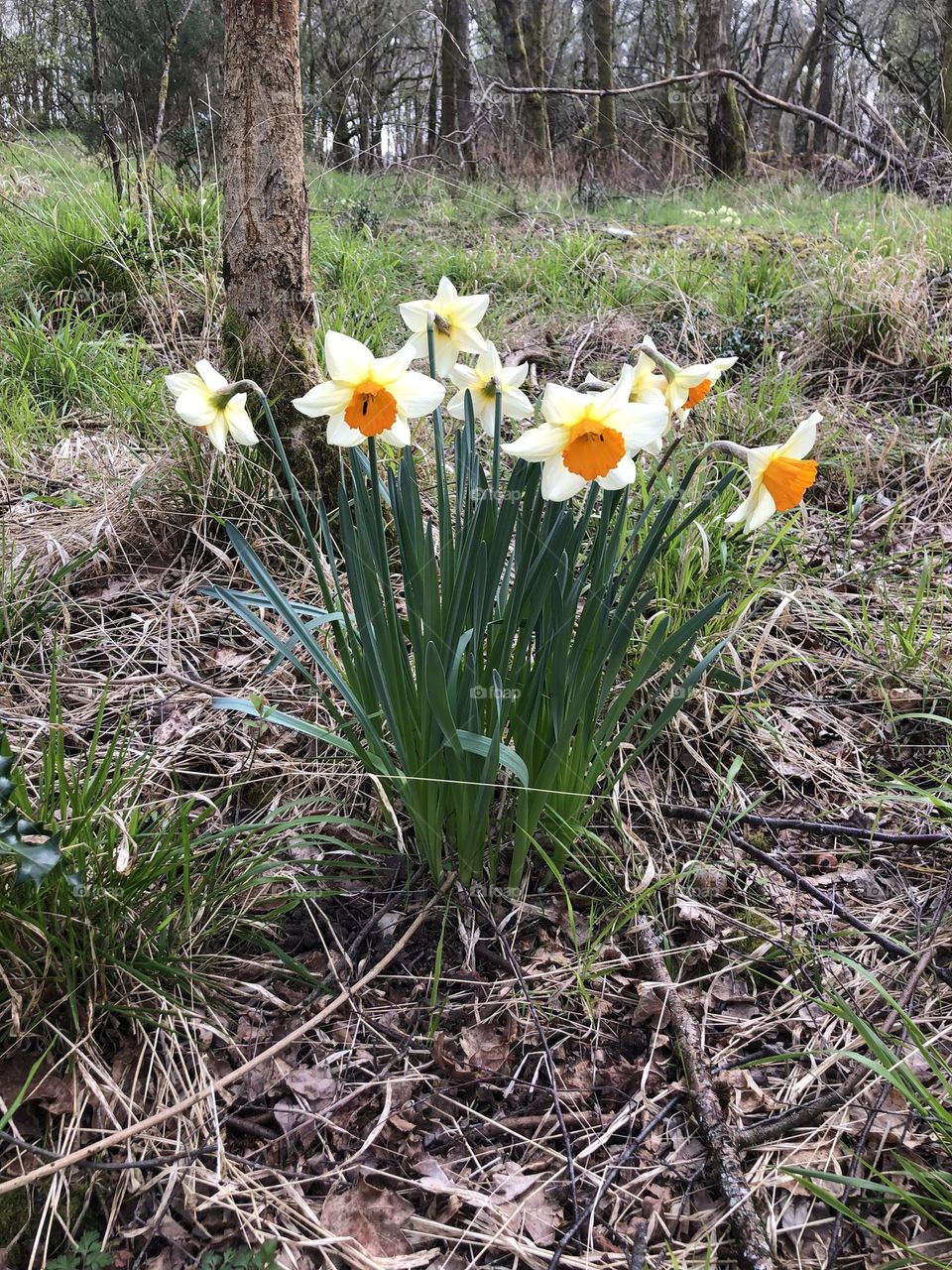 Flowers